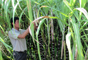 Xã Yên Thượng mở rộng diện tích trồng mía tím cho thu nhập cao.