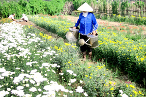 Nhân dân làng hoa Tân Lập chăm sóc vườn hoa phục vụ nhu cầu của người dân  trong dịp Tết.