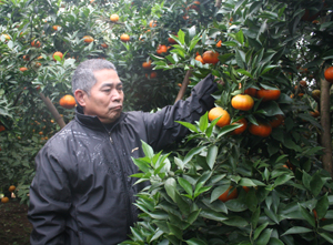 Mặc dù đã 64 tuổi nhưng ông Bùi Văn Tiến vẫn say sưa trồng cam.
