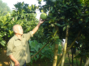 Năm 2012, ông Hùng dự tính thu hoạch từ vườn bưởi khoảng 600-700 triệu đồng.