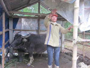 Hộ chăn nuôi xã Nam Thượng (Kim Bôi) che chắn chuồng trại phòng chống đói rét cho gia súc.