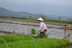 Chị Bùi Thị Điền, xóm Sống Trên, xã Vĩnh Đồng (Kim Bôi) ra đồng cấy lúa từ ngày mùng 7 âm lịch.