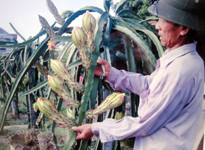 Mô hình trồng thanh long ruột đỏ của hội viên nông dân xóm Giếng, xã Hợp Thành (Kỳ Sơn) cho giá trị  kinh tế cao.