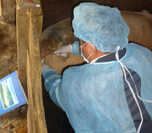 Đàn lợn ốm xã Cư Yên (Lương Sơn) đang được theo dõi, điều trị tích cực.