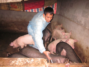 Thú y cơ sở xã Thống Nhất tiêm thuốc điều trị đàn lợn mắc LMLM ở xóm Rậm.