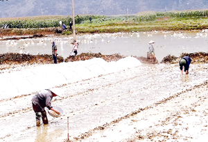 Nông dân xã Yên Bồng (Lạc Thủy) chuẩn bị đầy đủ các điều kiện đất, nước, giống, sẵn sàng gieo cấy   lúa chiêm - xuân 2013. Đến nay, toàn huyện đã cấy được khoảng 600 ha lúa, tổng lượng mạ đã gieo trên 70 tấn.