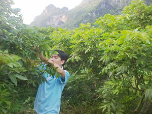 Anh Bùi Văn Hà chăm sóc vườn nhãn của gia đình.