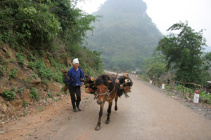 Người dân xã Lũng Vân (Tân Lạc) vẫn coi ngựa là phương tiện vận chuyển quan trọng.

