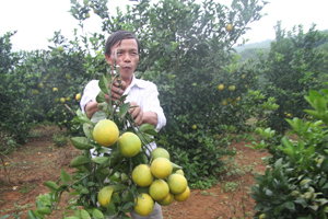 Vụ cam năm 2013, vườn cam của gia đình anh Nghiêm Trung Thành ở khu 5, thị trấn Cao Phong (Cao Phong) cho thu hoạch hơn 40 tấn cam.

