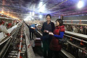 Trang trại gà của ông bà Sinh - Lan, xã Đồng Tâm (Lạc Thủy) có doanh thu từ 1,2 - 1,5 tỉ đồng/năm. Ảnh: Bà Lan chia sẻ kinh nghiệm làm trang trại cho hộ cùng sở thích chăn nuôi.

