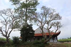 Tương truyền 2 cây đại thụ được trồng cạnh ngôi chùa Quèng Ang, xã Tân Phong ( Cao Phong) vẫn còn lại cho đến ngày nay là do chính tay vị công chúa xấu số trồng.