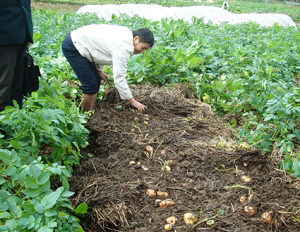 Vụ đông - xuân năm 2014, huyện Kim Bôi đã chủ động mở rộng diện tích sản xuất vụ 3, chuyển đổi cơ cấu cây trồng đem lại hiệu quả kinh tế cao. Ảnh: Nông dân xã Vĩnh Đồng thu hoạch khoai tây vụ 3.

