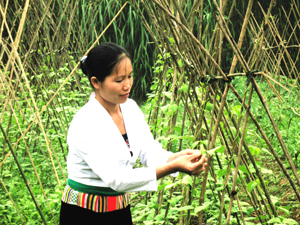 Nhóm nông nghiệp hữu cơ xóm Đầm Đa 1, xã Hợp Hòa (Lương Sơn) trồng các loại rau đậu được chăm sóc đúng quy trình kỹ thuật đem lại giá trị kinh tế cao.