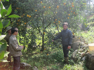 Ông Nguyễn Xuân Thanh hướng dẫn kỹ thuật trồng cam cho các hội viên nông dân trong xóm.