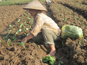 Từ chương trình hỗ trợ giống, nông dân xã Phú Lai (Yên Thủy) thực hiện chuyển đổi đất ruộng sang trồng rau, màu cho thu nhập gấp đôi cấy lúa.