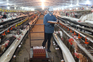 Với doanh thu trên 1 tỷ đồng/năm, xã Đồng Tâm (Lạc Thủy) có 4 trang trại chăn nuôi đạt chuẩn theo tiêu chí Thông tư 27 của Bộ NN&PTNT.