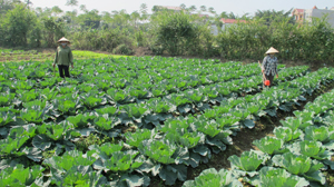 Xã Cao Thắng (Lương Sơn) sử dụng nguồn vốn chương trình xây dựng NTM tập trung cho mô hình trồng rau xanh hàng hóa, góp phần nâng cao nguồn thu nhập cho người dân.