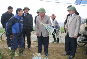 Đồng chí Bùi Văn Tỉnh, Bí thư Tỉnh ủy, Chủ tịch UBND tỉnh kiểm tra mô sản xuất rau giống Hàn Quốc tại Yên Trị.