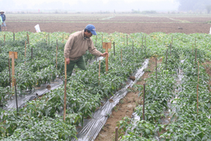 Nông dân xã Yên Trị (Yên Thủy) trồng rau theo công nghệ Hàn Quốc.