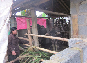 Hộ chăn nuôi xóm Nam Thượng, xã Nam Thượng (Kim Bôi) gia cố chuồng trại, đảm bảo nguồn thức ăn dự trữ cho gia súc vào vụ rét.