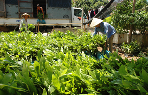 Huyện Lạc Thủy chủ động cây giống phục vụ trồng rừng vụ xuân 2014.