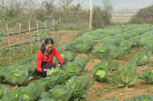 Xóm Nút, xã Dân Hạ (Kỳ Sơn) phát triển mô hình trồng rau sạch tăng thu nhập, đáp ứng nhu cầu thị trường. 

