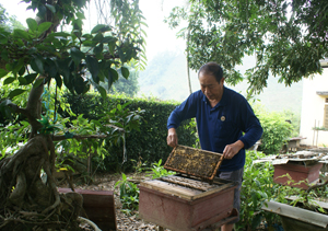 Ông Trần Phượng, xóm Tân Hương 2, xã Thanh Hối (Tân Lạc) chăm sóc đàn ong trong khu vực vườn của gia đình. 

