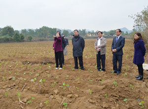 Đoàn công tác của Sở NN&PTNT kiểm tra tình hình thực hiện cánh đồng mẫu lớn trồng bí xanh trên địa bàn xã Bảo Hiệu.