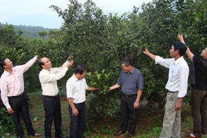 Đảng bộ thị trấn Cao Phong thường xuyên kiểm tra, tìm hiểu tình hình sản xuất của nhân dân trên địa bàn.