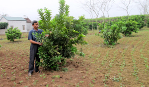 Gia đình ông Trần Văn Pháo, xã Mãn Đức (Tân Lạc) phát triển mô hình trồng bưởi theo định hướng sản xuất hàng hóa của huyện.