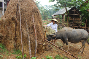 Mỗi hộ chăn nuôi xã Ân Nghĩa (Lạc Sơn) chuẩn bị được 1 – 2 cây rơm làm thức ăn dự trữ cho trâu, bò vụ đông - xuân.