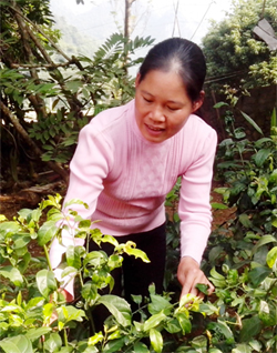 Vườn thuốc của chị Nguyễn Thị Ngần cho thu nhập ổn định.