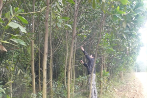 Những cánh rừng keo tít tắp ở xã Mỹ Thành (Lạc Sơn).