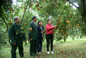 Huyện Cao Phong hiện có 1.336 mô hình trang trại, vườn rừng do CCB làm chủ mang lại hiệu quả kinh tế cao. Ảnh: Lãnh đạo Hội CCB huyện Cao Phong thăm mô hình trồng cam của CCB Nguyễn Thị Thanh ở TT Cao Phong.

