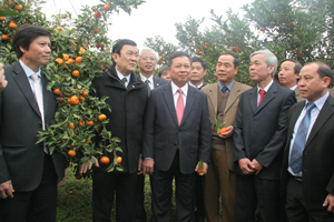 Chủ tịch nước Trương Tấn Sang và các đồng chí lãnh đạo tỉnh thăm vùng cam hàng hóa Cao Phong. Ảnh PV.