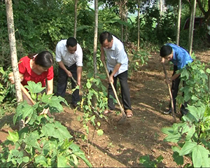 Nhiều gia đình ở xã Cao Dương (Lương Sơn) cải tạo đất vườn để trồng cây dược liệu.