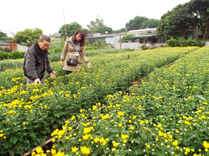 Vườn hoa cúc  của gia đình ông Trần Văn Bổng, xóm Tân Lập 2 vào kỳ  thu hoạch rộ.