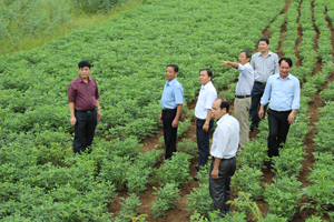Đồng chí Nguyễn Văn Dũng, Phó Chủ tịch UBND tỉnh cùng các thành viên BCĐ 800 tỉnh kiểm tra thực tế mô hình trồng lạc tại xóm Chiềng, xã Thung?Nai (Cao Phong).

