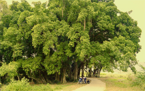 Tán cây sanh toả rộng phủ kín một vùng. Cây có tổng chu vi gốc lớn nhất Việt Nam tới nay.
