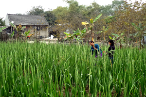 Nông dân xóm Ba Cầu, xã Ngọc Lương (Yên Thủy) trồng hoa lay ơn cho thu nhập cao.


