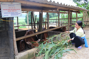Được hỗ trợ từ tiểu dự án nuôi bò sinh sản, các thành viên nhóm sản xuất xóm Đừng, xã Gia Mô (Tân  Lạc) có cơ hội vươn lên thoát nghèo.

