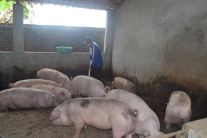 Gia đình anh Bùi Văn Điệp, xóm ổ Gà II, xã Đông Lai (Tân Lạc) 

áp dụng thành công mô hình nuôi lợn bằng đệm lót sinh học.

