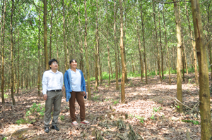 Rừng keo diện tích 3 ha của gia đình chị Nguyễn Thị Ngọc Tuyết, xóm Báy, xã Sào Báy (Kim Bôi) hứa hẹn cho thu nhập  khoảng 200 triệu đồng.