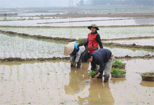 Nông dân xã Nhuận Trạch, Lương Sơn tập trung gieo cấy lúa xuân trong khung thời vụ.