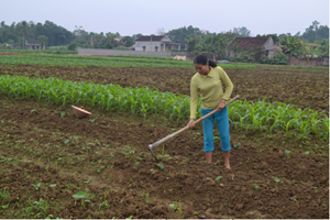 Được sự hỗ trợ của Trạm KN-KL huyện, hội viên nông dân xã Yên Trị (Yên Thủy) ứng dụng giống khoai sọ cấy mô mang lại giá trị kinh tế cao.