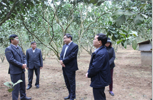 Đoàn công tác của Sở NN&PTNT kiểm tra mô hình trồng bưởi tại xã Bắc Sơn.

