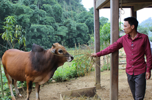 Từ vốn ưu đãi của NHCSXH huyện, gia đình anh Hà Văn Len, xóm Mý, xã Bắc Sơn (Tân Lạc) đầu tư chăn nuôi bò, phát triển kinh tế.