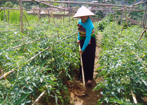 Với nền nhiệt lạnh, nhiều tháng đầu và cuối năm mưa mù nên rất thuận lợi để phát triển các loại rau, củ, quả ưa lạnh. ảnh: Vườn cà chua phát triển tươi tốt, sai quả của gia đình ông Hà Văn Quỳnh, Giám đốc HTX Dịch vụ và phát triển nông nghiệp Tam Hòa.