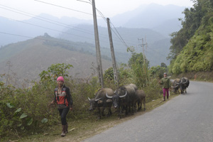 Sau đợt rét đậm, rét hại nhiều người dân xã Tân Minh (Đà Bắc) quan tâm hơn đến việc chăn thả trâu, bò.