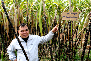 Lần đầu tiên nông dân Cao Phong treo biển mời gọi mua mía tại ruộng.